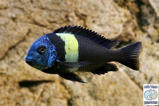 Tropheus duboisi 'Halembe'